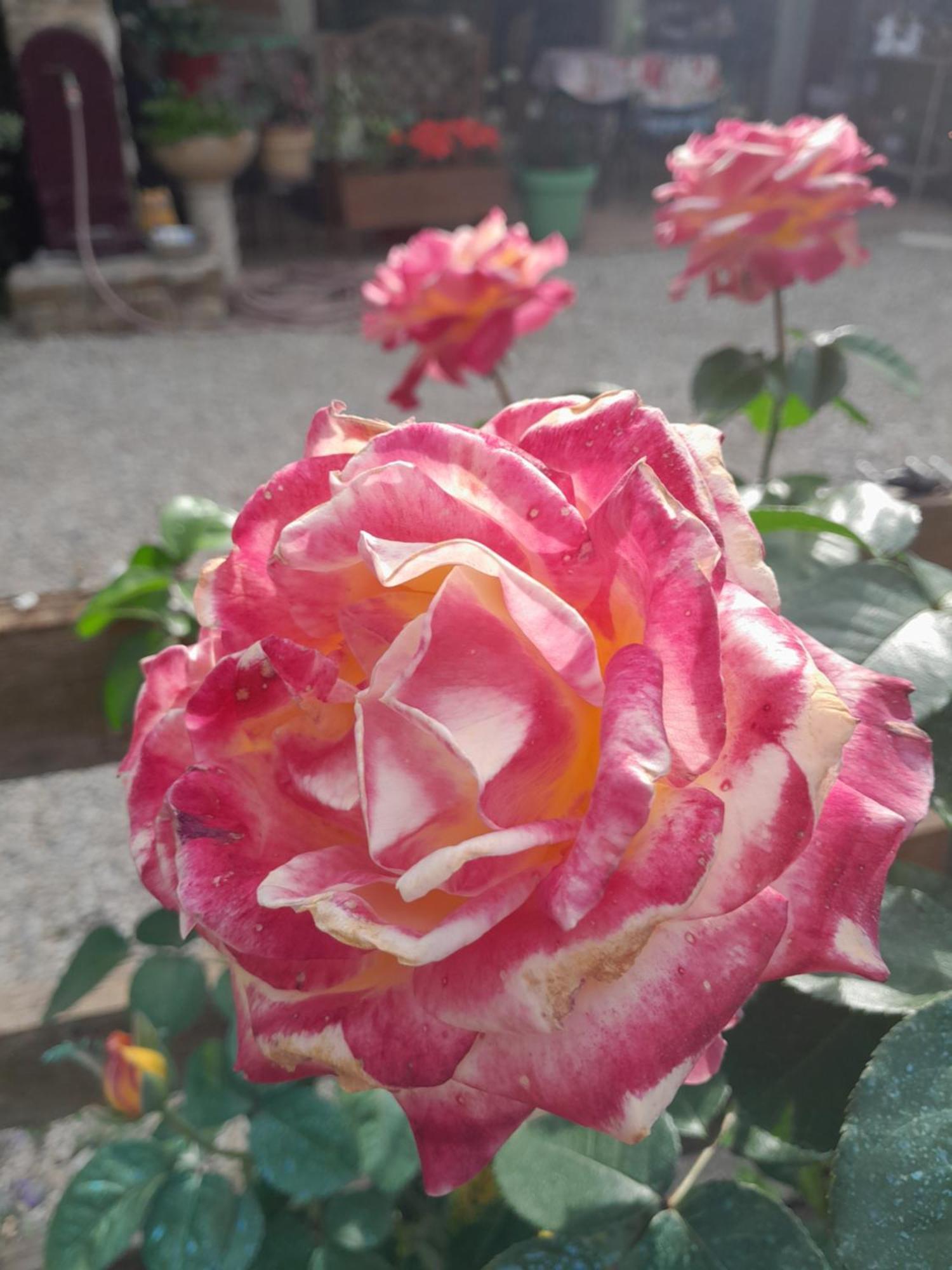 Chambre D'Hote Amitie Et Jardin Carmaux Zewnętrze zdjęcie